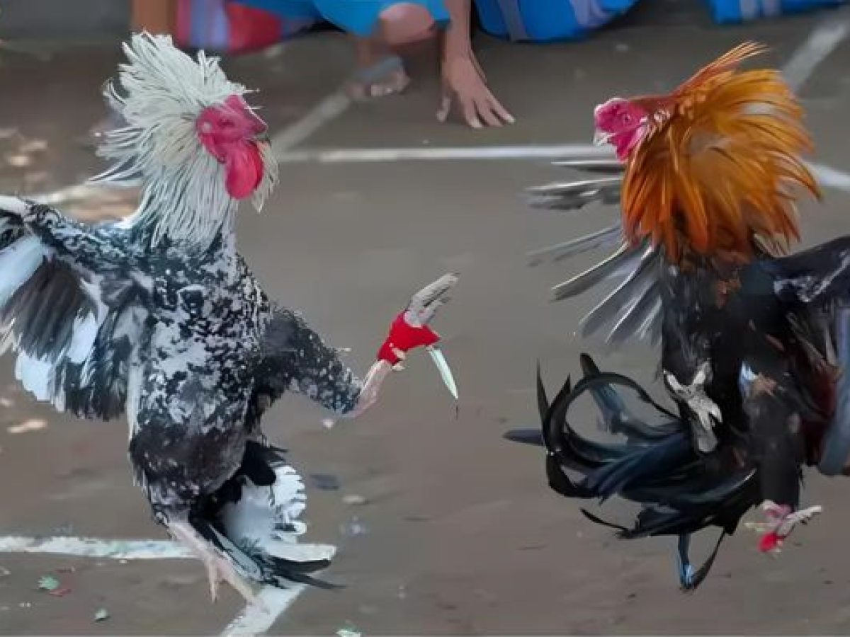 Khám Phá Tương Lai Sáng Lạng Của mb88 - Nơi Hội Tụ Đam Mê & Chiến Lược Đột Phá